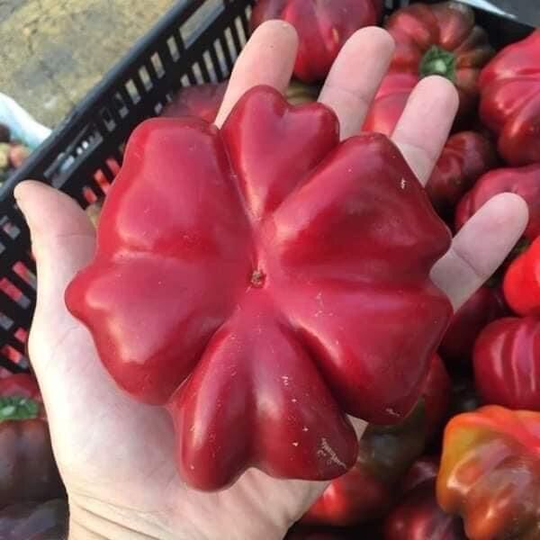 HẠT GIỐNG ỚT NGỌT BÍ NGÔ MỸ