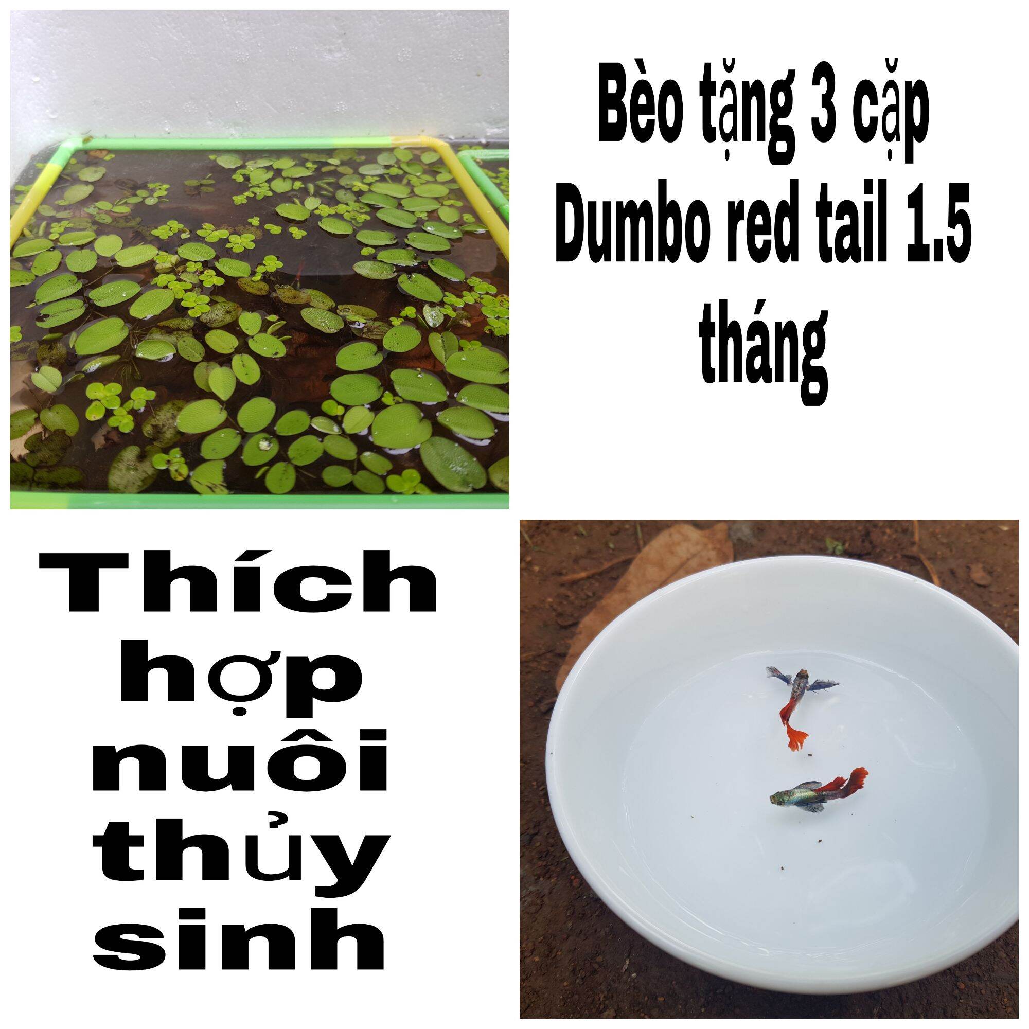 Bèo cảnh tặng Dumbo red tail
