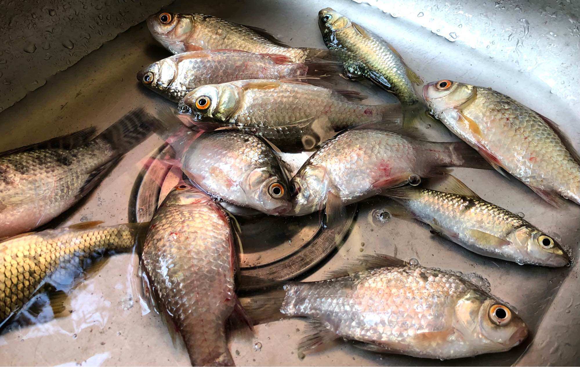 Bột câu cá chuyên Diếc ( gói lớn 1/2kg ) / Vương Ngư Yên __ Vương Ngư Yên / bột câu cá / cước / thẻo / cần câu / ô dù / ghế câu / lưỡi câu