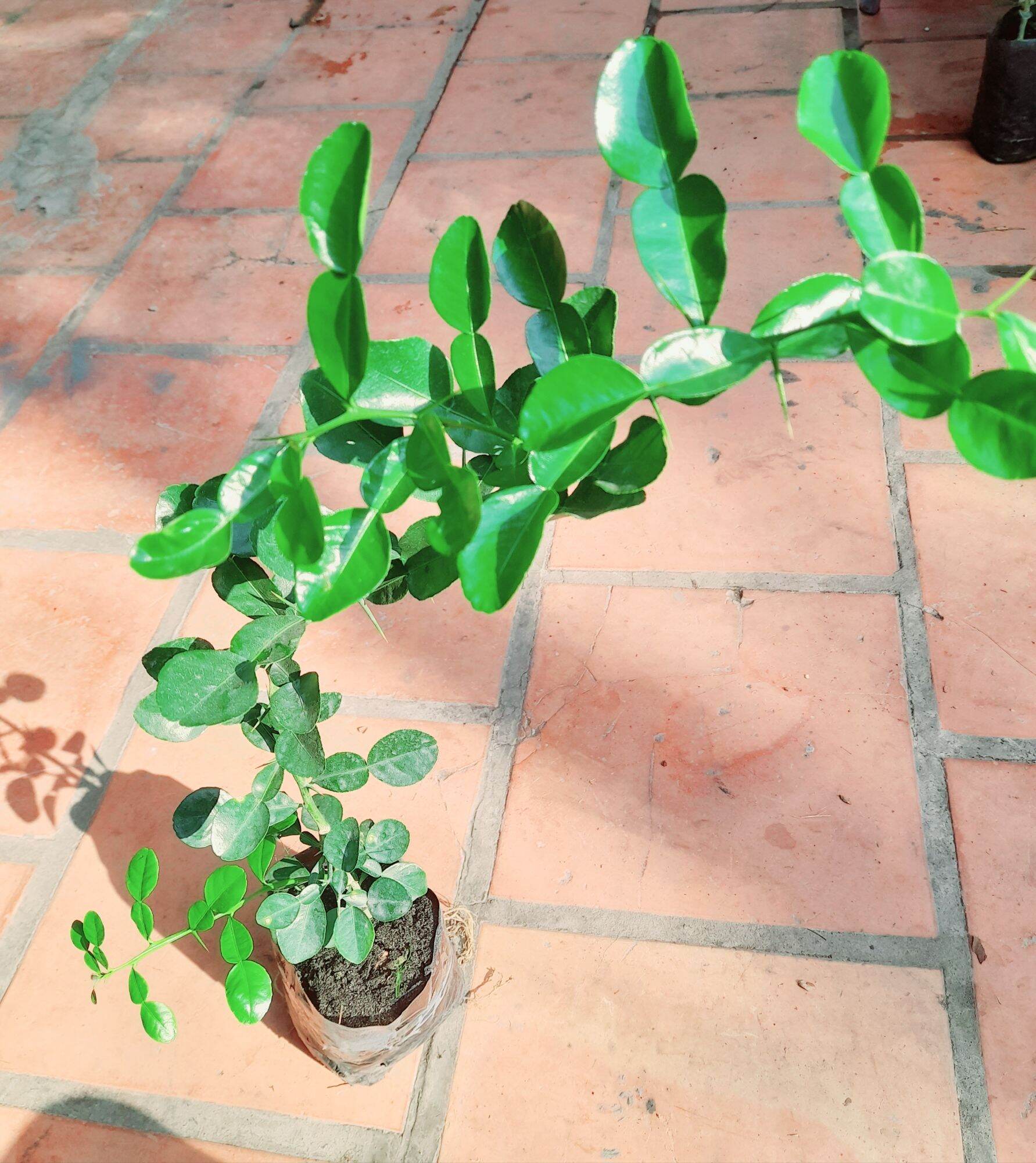 Cây chúc hấp gà cao 40cm xanh tốt