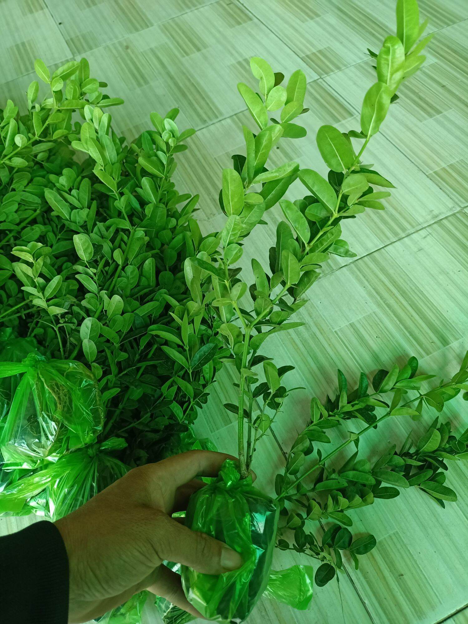 combo 2 cây siro giống