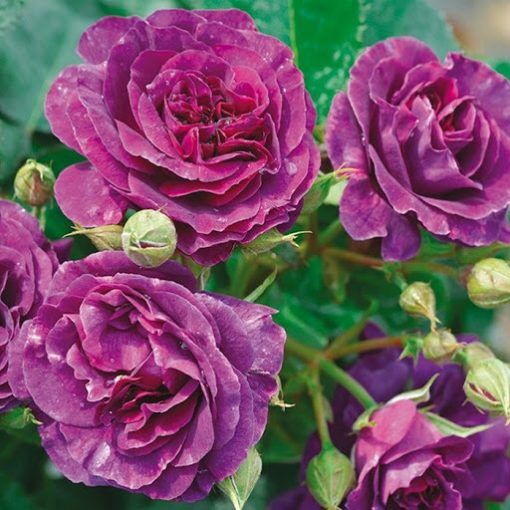 Hoa hồng bụi Minerva Rose - hoa chùm, hoa thơm, màu tím đẹp