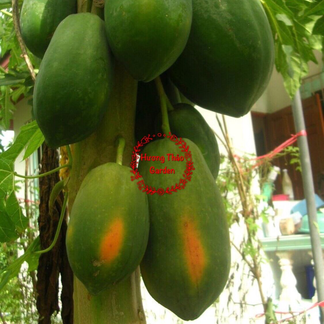 Hạt Giống Đu Đủ Ruột Vàng F1