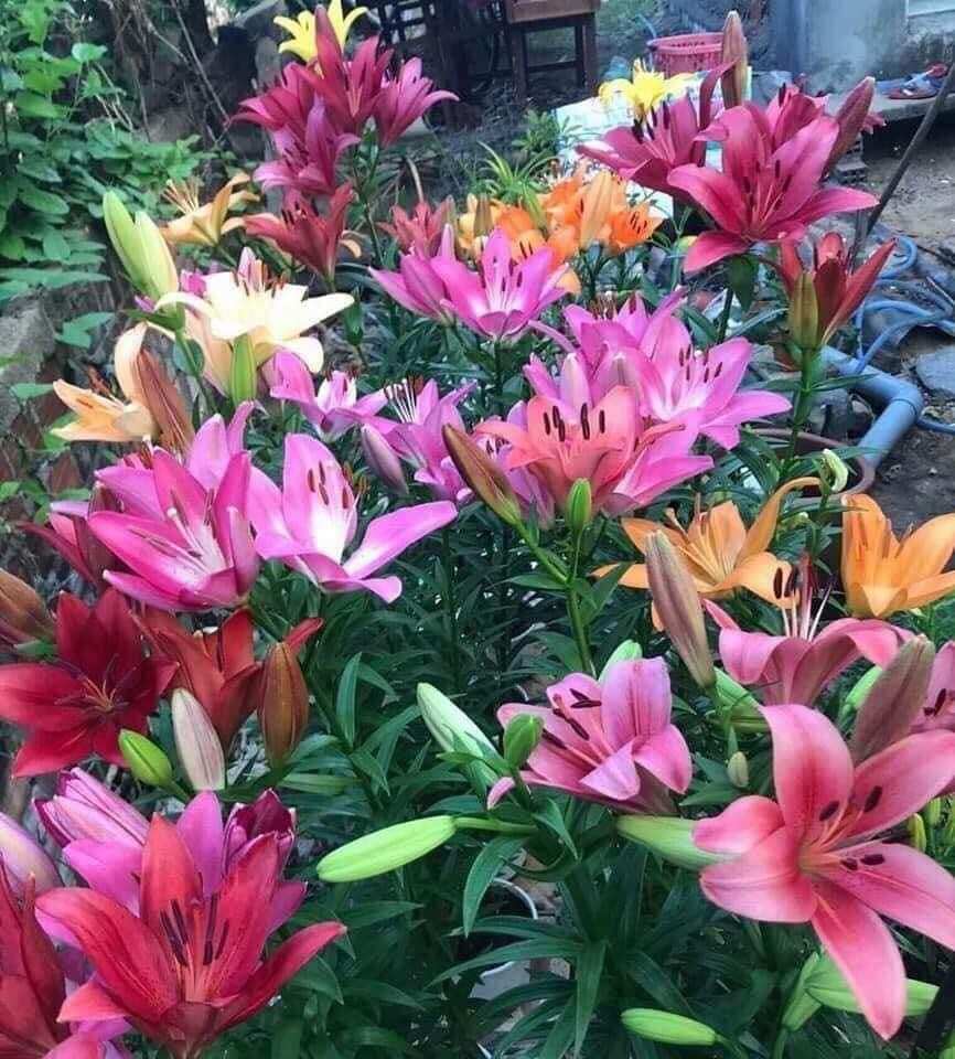 10 củ ly giống CỦ TO cao thơm siêu hoa đủ màu cánh đơn dễ trồng bao ra hoa