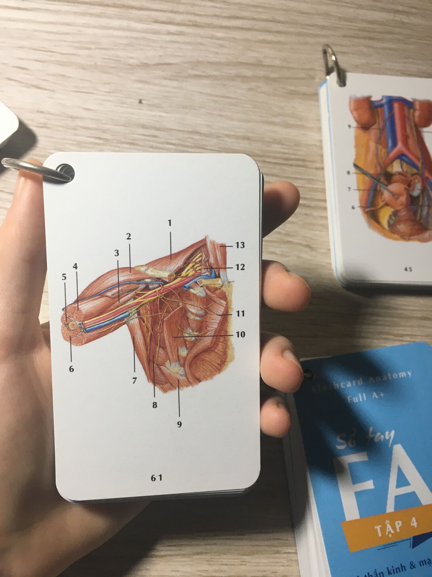 Combo sổ tay FA//Combo flashcardanatomy tiếng Việt