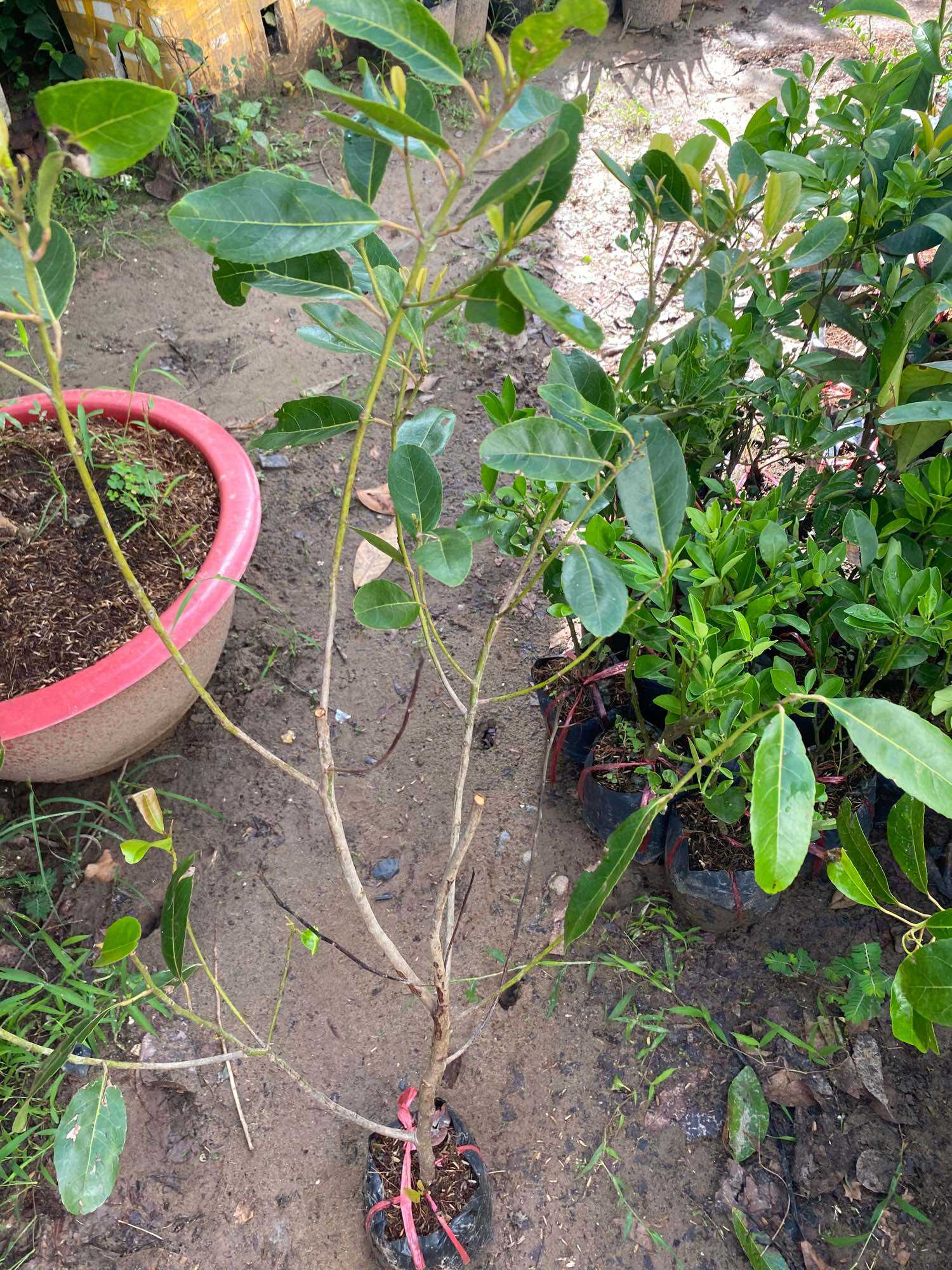Cây Cà Na giống Tứ quý