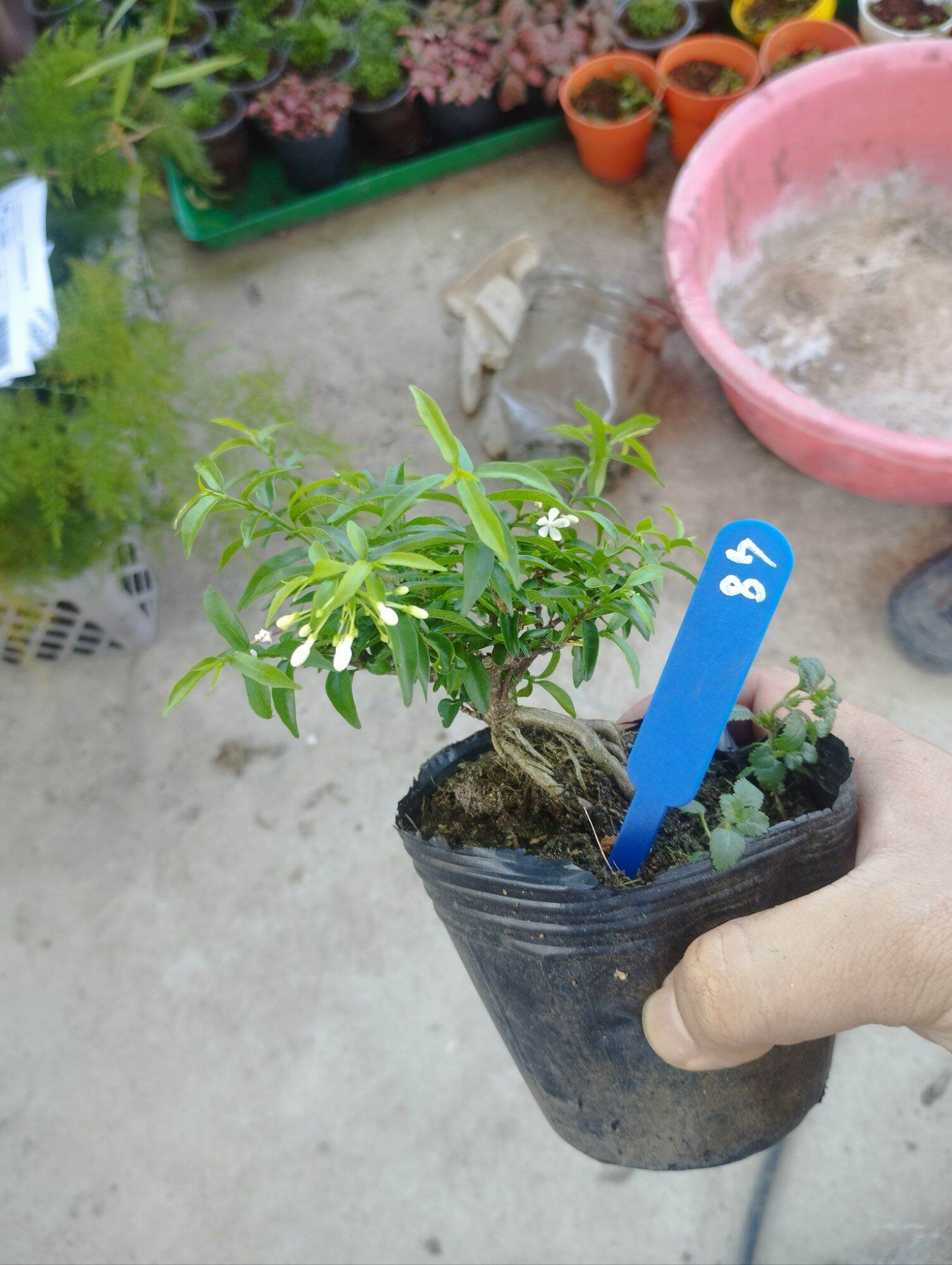 Mini Bonsai Water Matting Plant