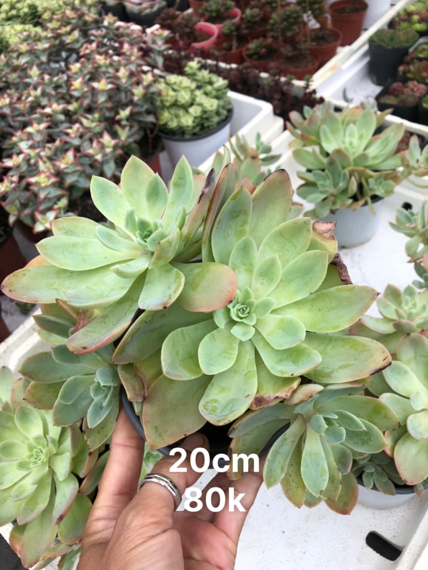 Sen đá Cánh Cam 20cm