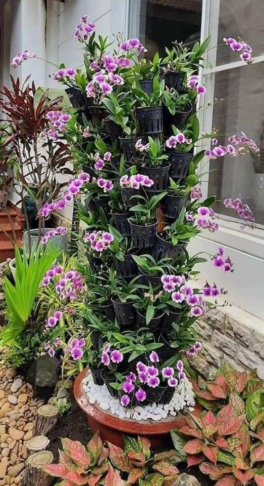 Denro mini yaya giống
