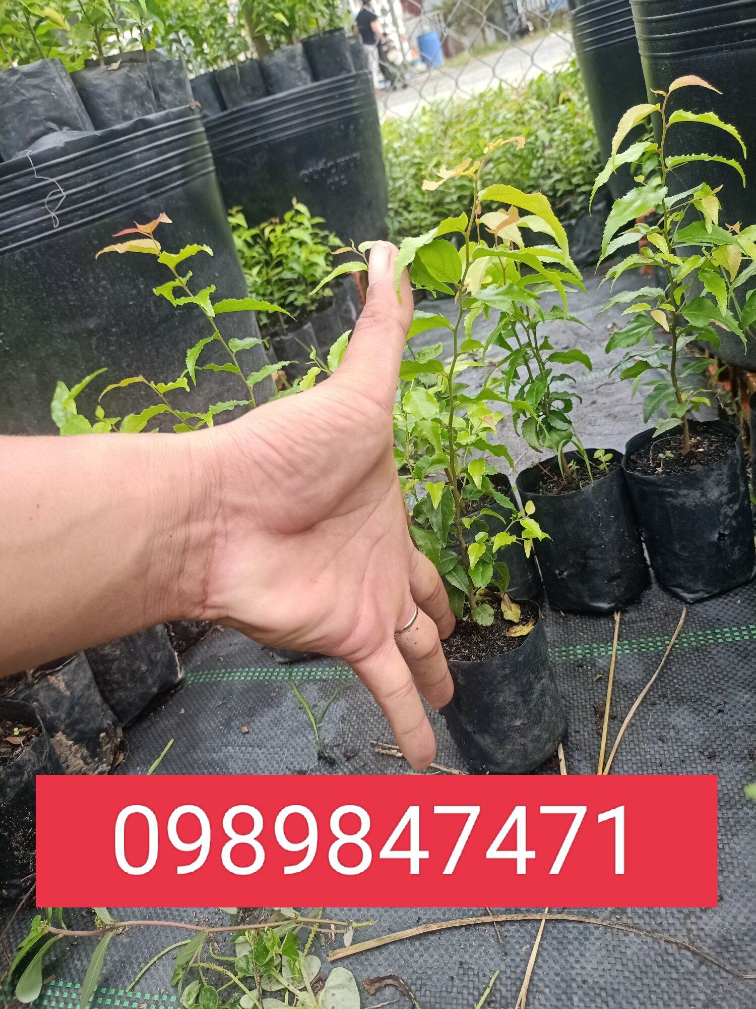 cây hồng quân giống combo 5 cây
