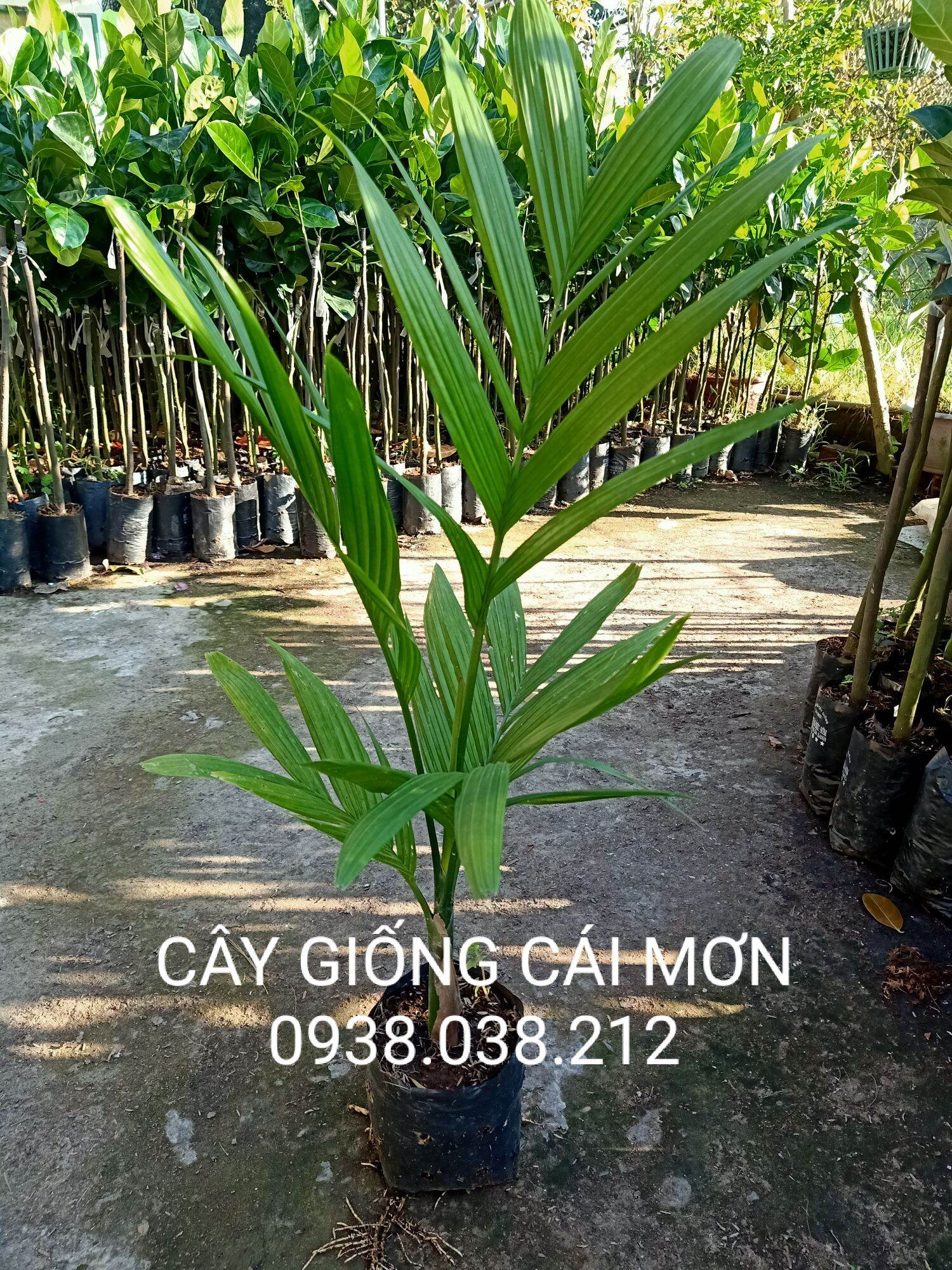 Cây giống cao ta / cau ăn trầu cao 40-60cm