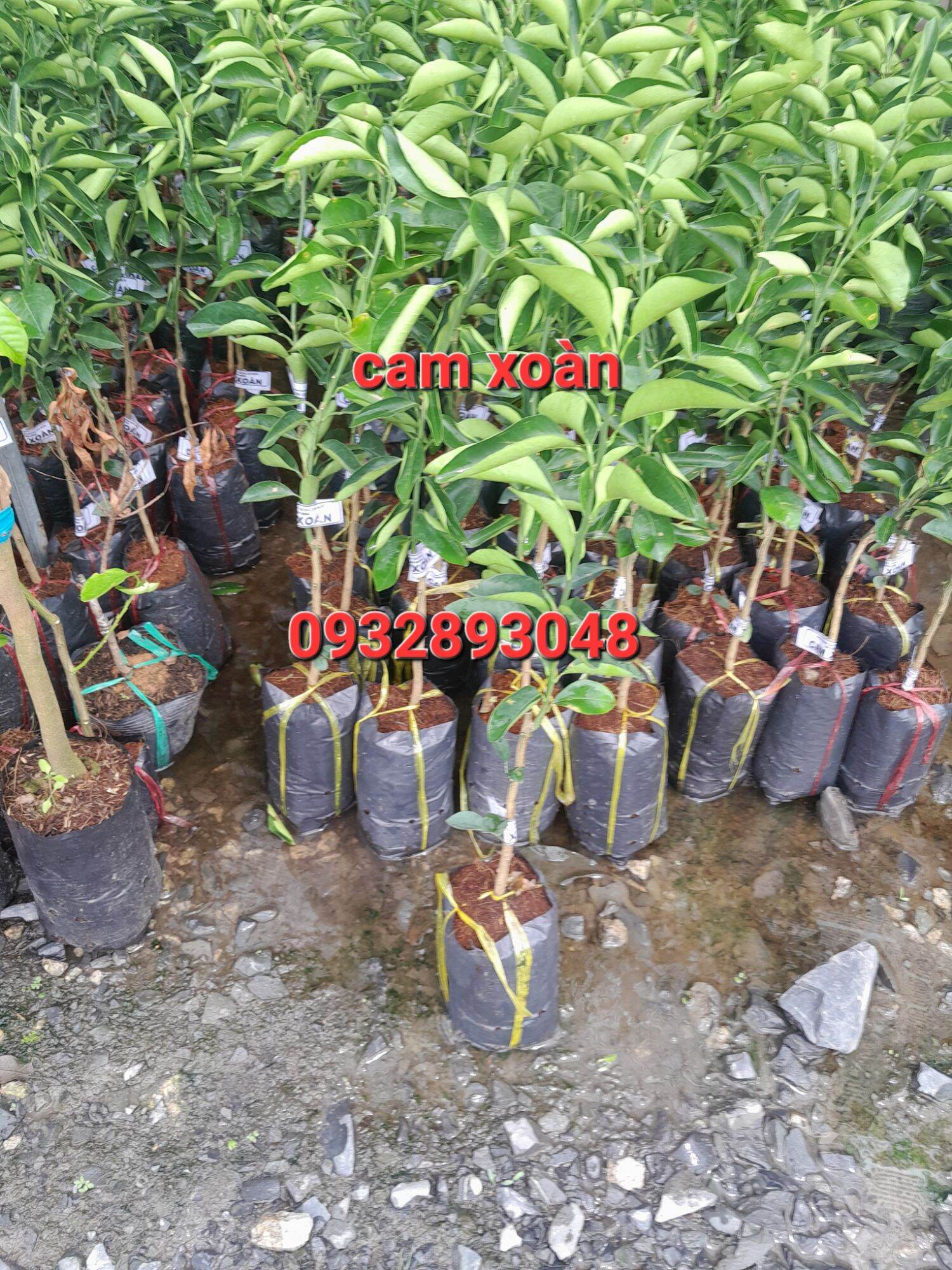 CÂY GIỐNG CAM XOÀN