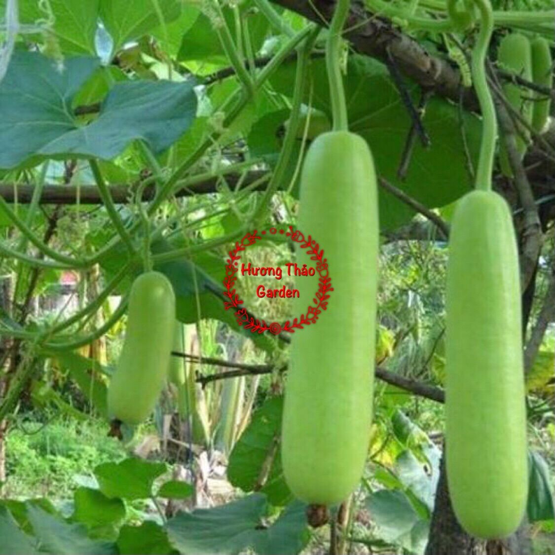 Hạt Giống Bầu Sao Lai F1