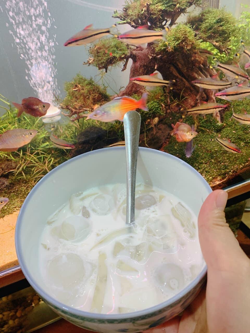 Combo of 4 Bags of Hai Phong Dried Coconut Tea (Fast Delivery)