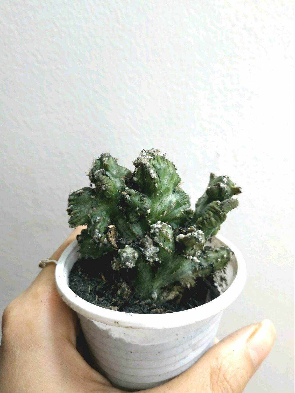 Xương rồng GẠC NAI