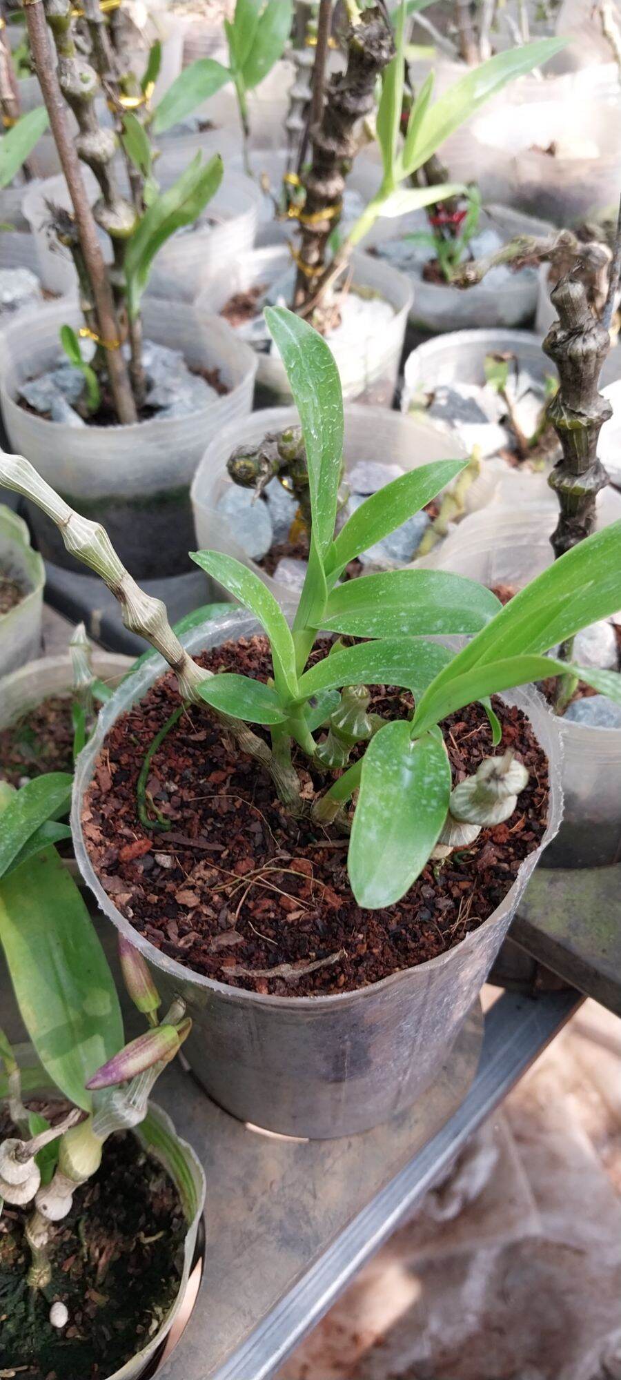 hoa lan trúc phật bà hàng giống 150k/ chậu