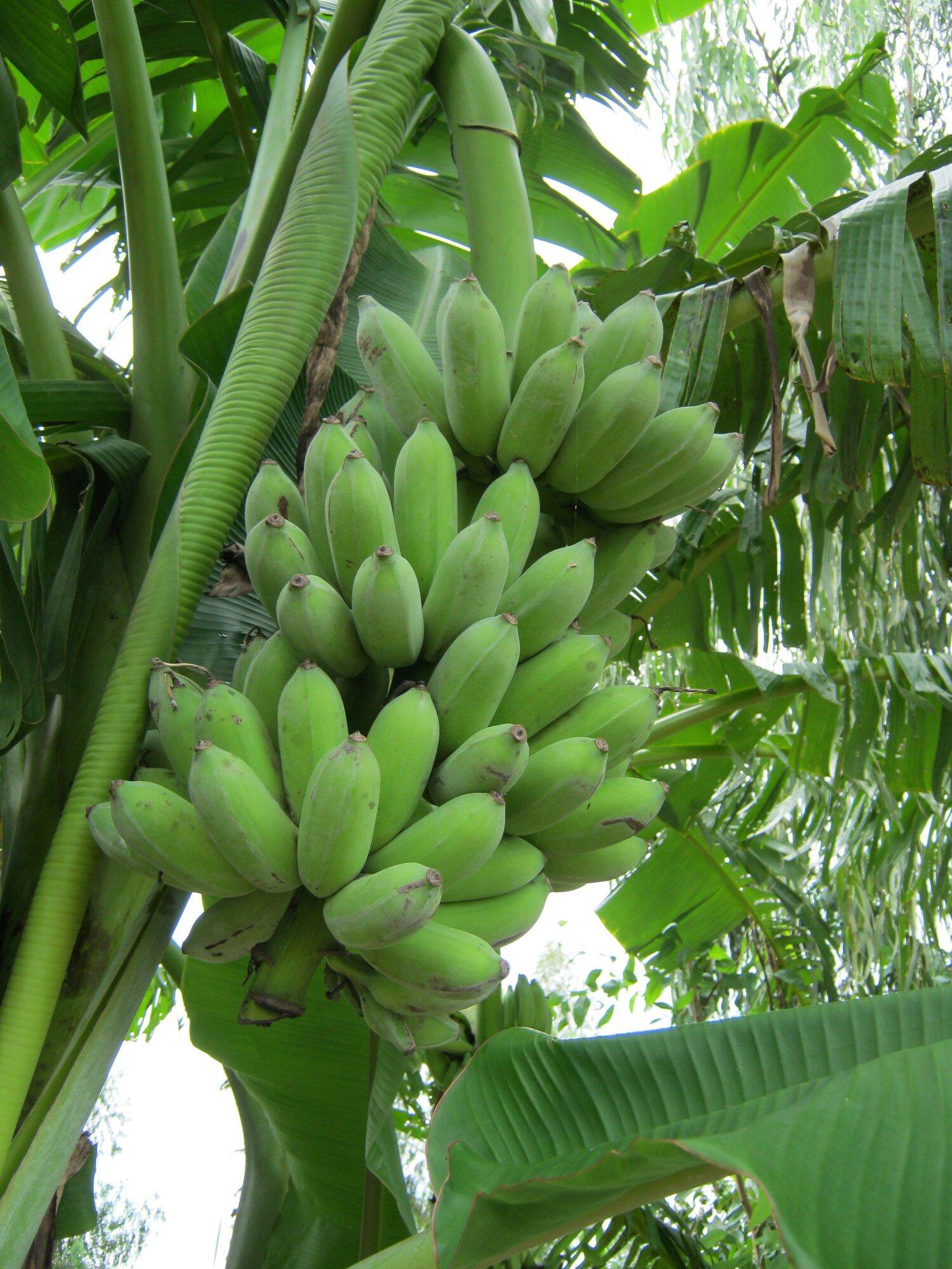 Cây giống chuối sứ việt nam
