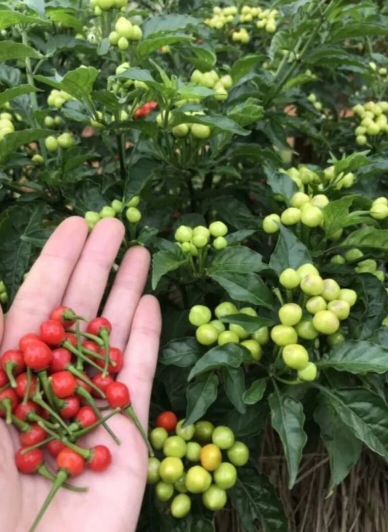 Combo 2 cây giống ớt Peru VÀNG + ĐỎ( chuẩn giống)