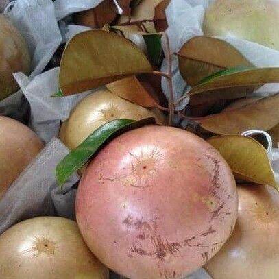 CÂY GIỐNG VÚ SỮA BƠ HỒNG SIÊU SỚM