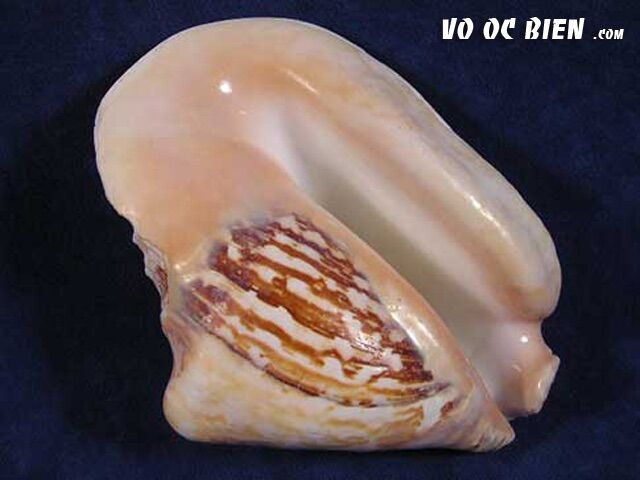 Vỏ ốc bẹ tròn