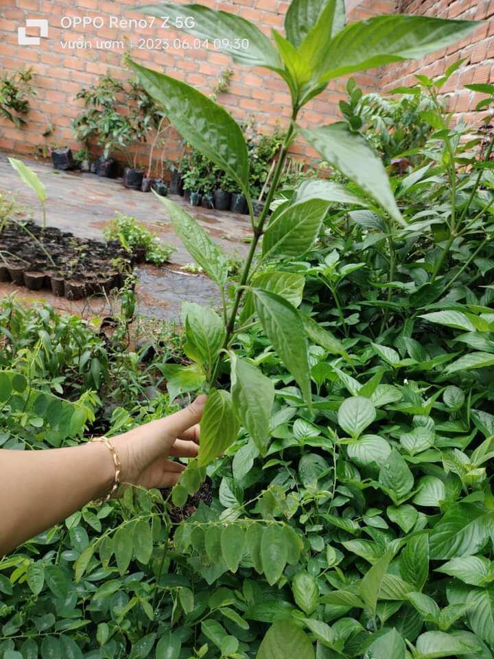 Cây lá cẩm màu tím