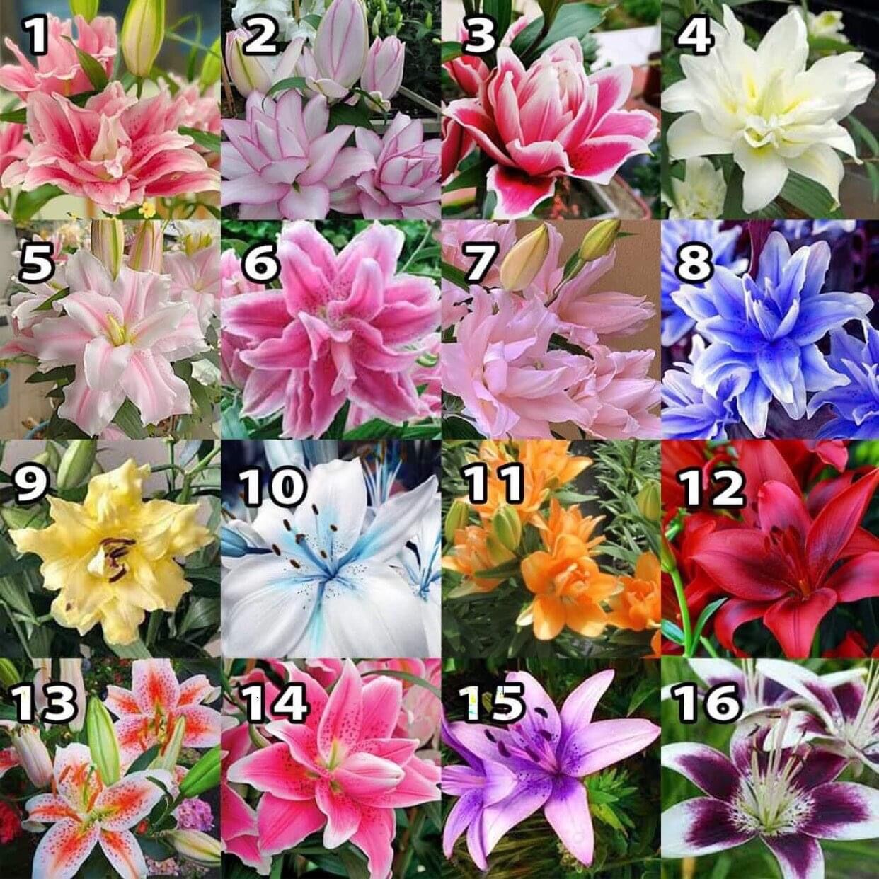 Củ hoa ly cánh kép chuẩn Tết