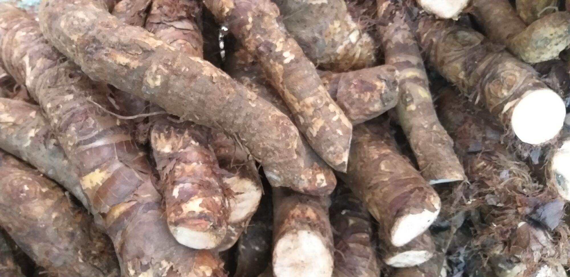 Củ Bạc Hà Núi ( củ lâu năm mọc trên núi Cấm linh thiêng) 10kg trị ung thư
