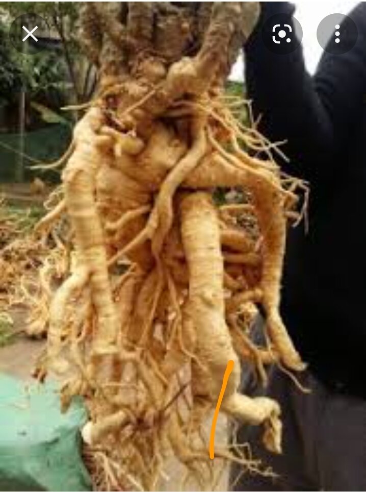 Củ đinh lăng nguyên củ tươi 5kg
