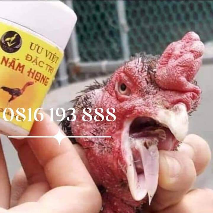 Nấm họng, nấm cóc hầu cho gà chọi