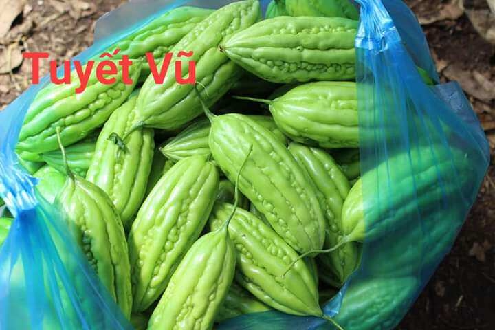 Hạt giống khổ qua