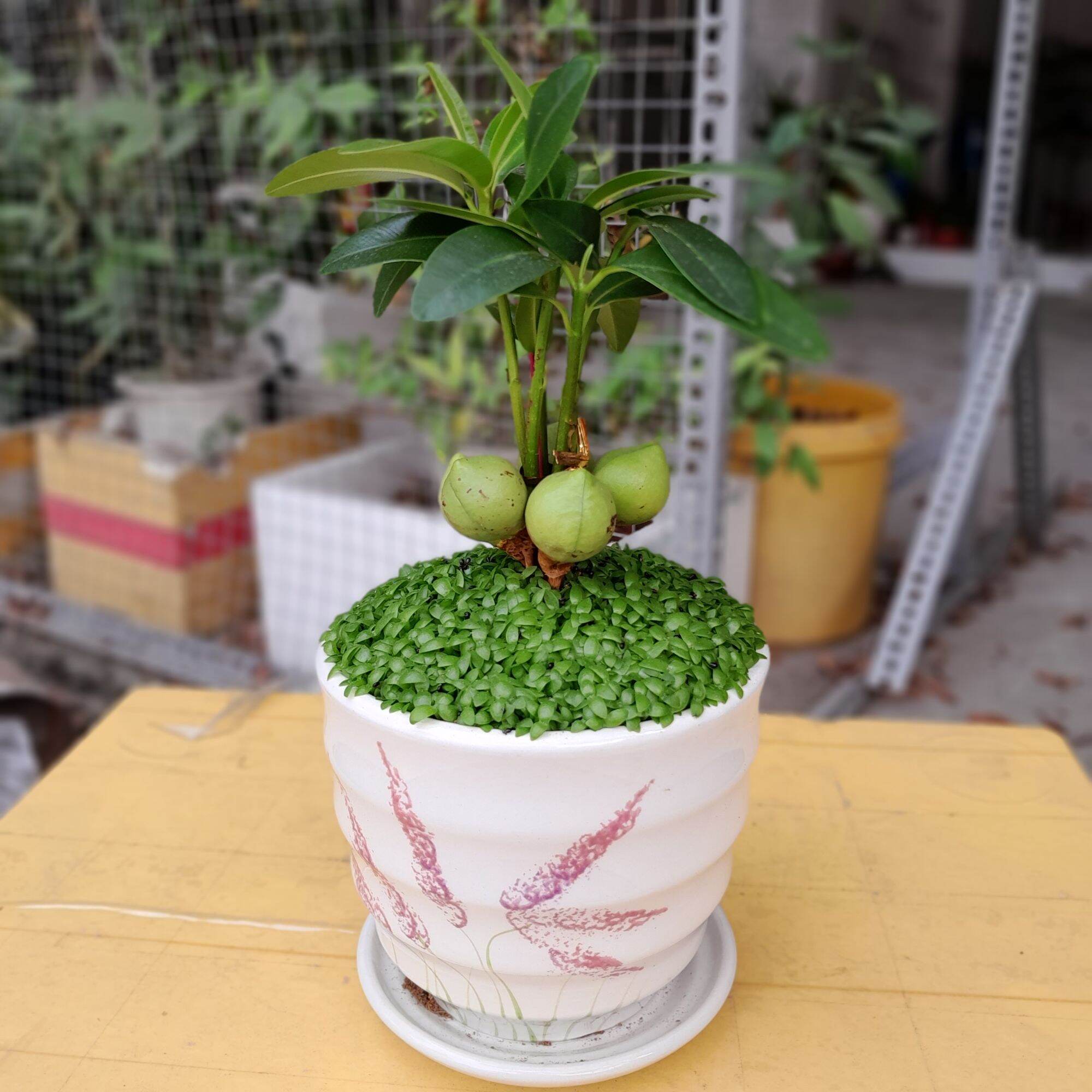 Cây Tài Lộc may mắn phong thủy để bàn / chậu sứ