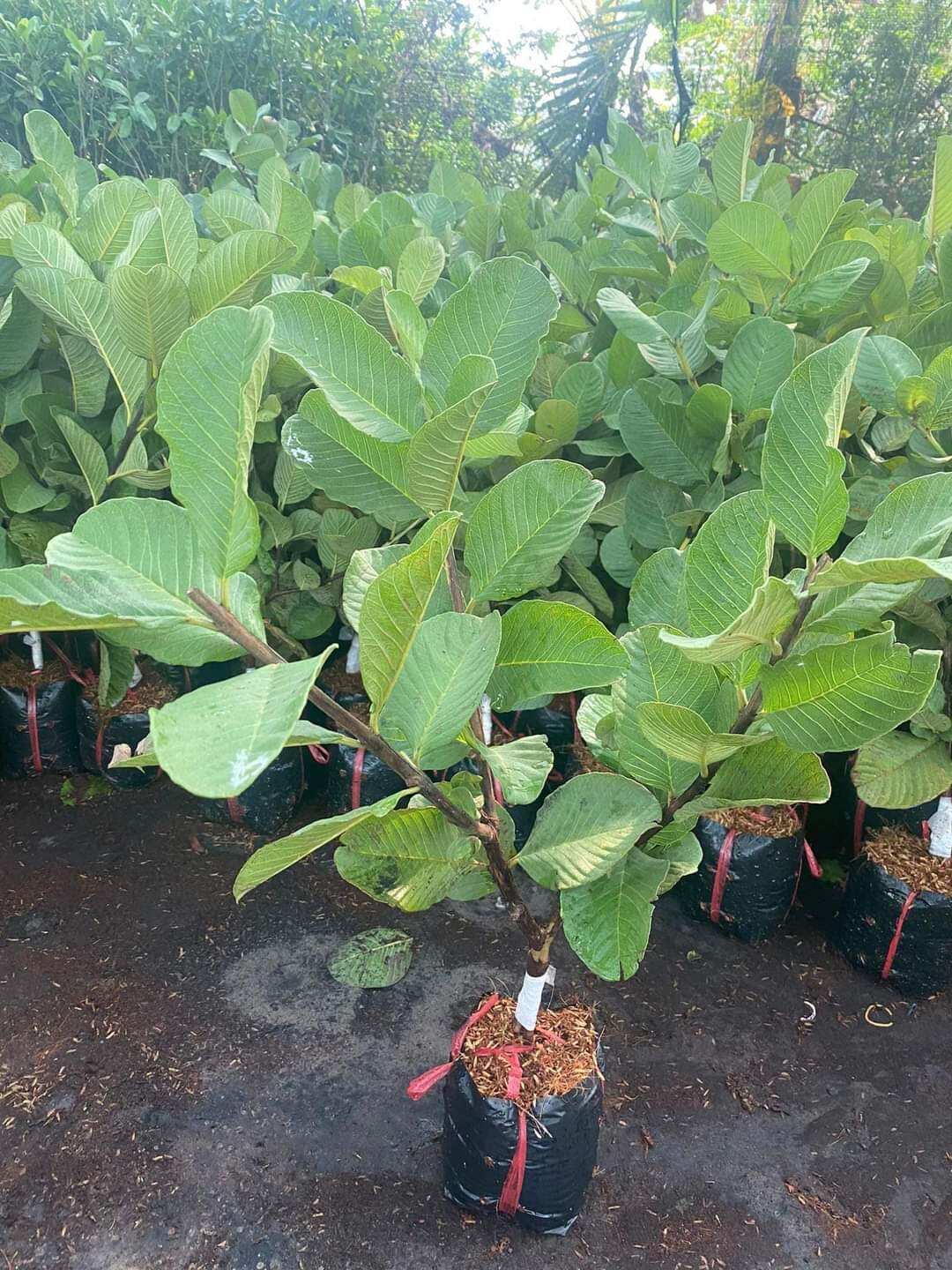Cây giống ổi ruby ruột đỏ