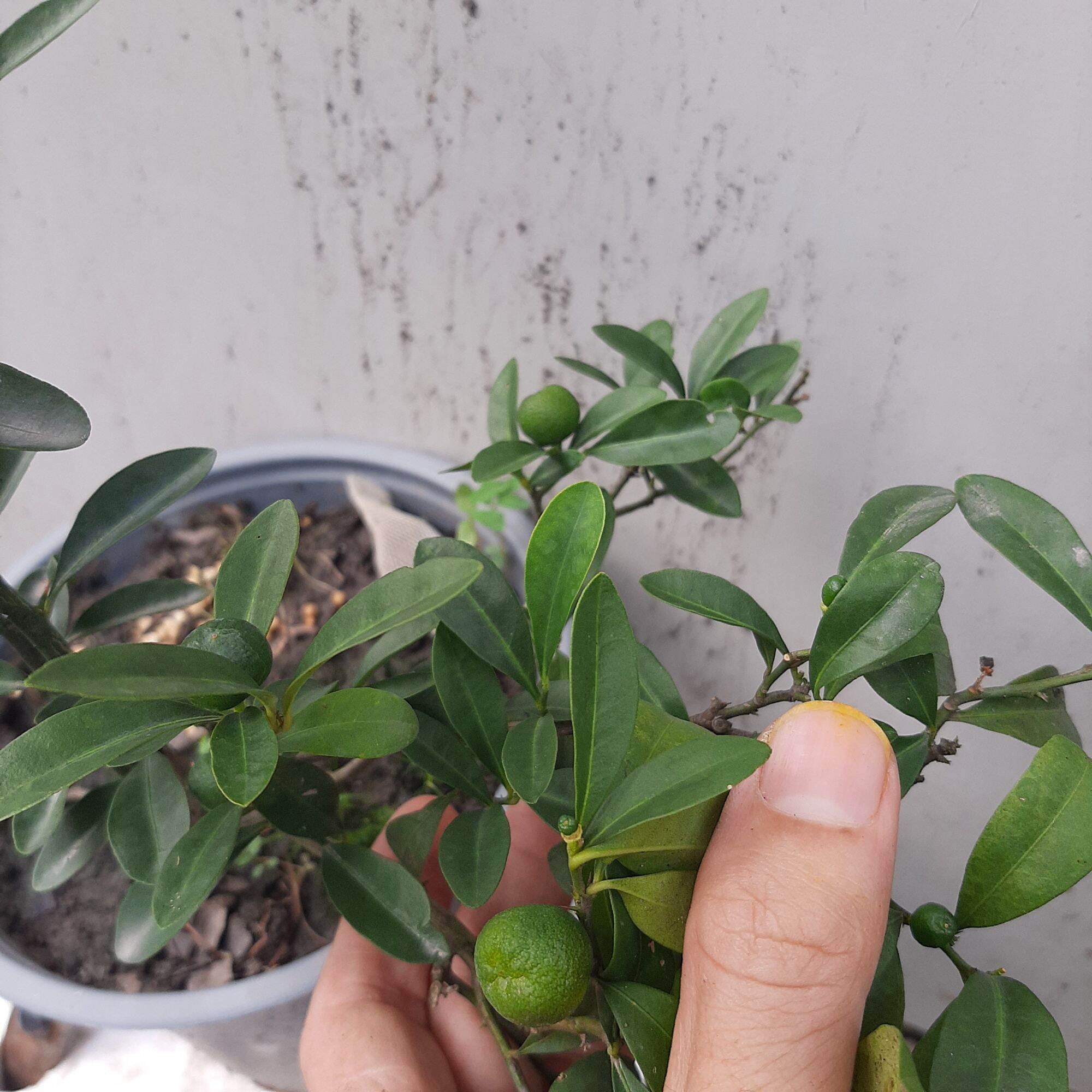 Cây tắc nhật hay còn gọi kinzu, cây tắc núi