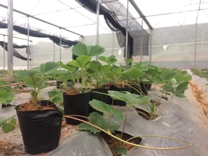 1kg bầu ươm cây 23.18(80 cái/kg