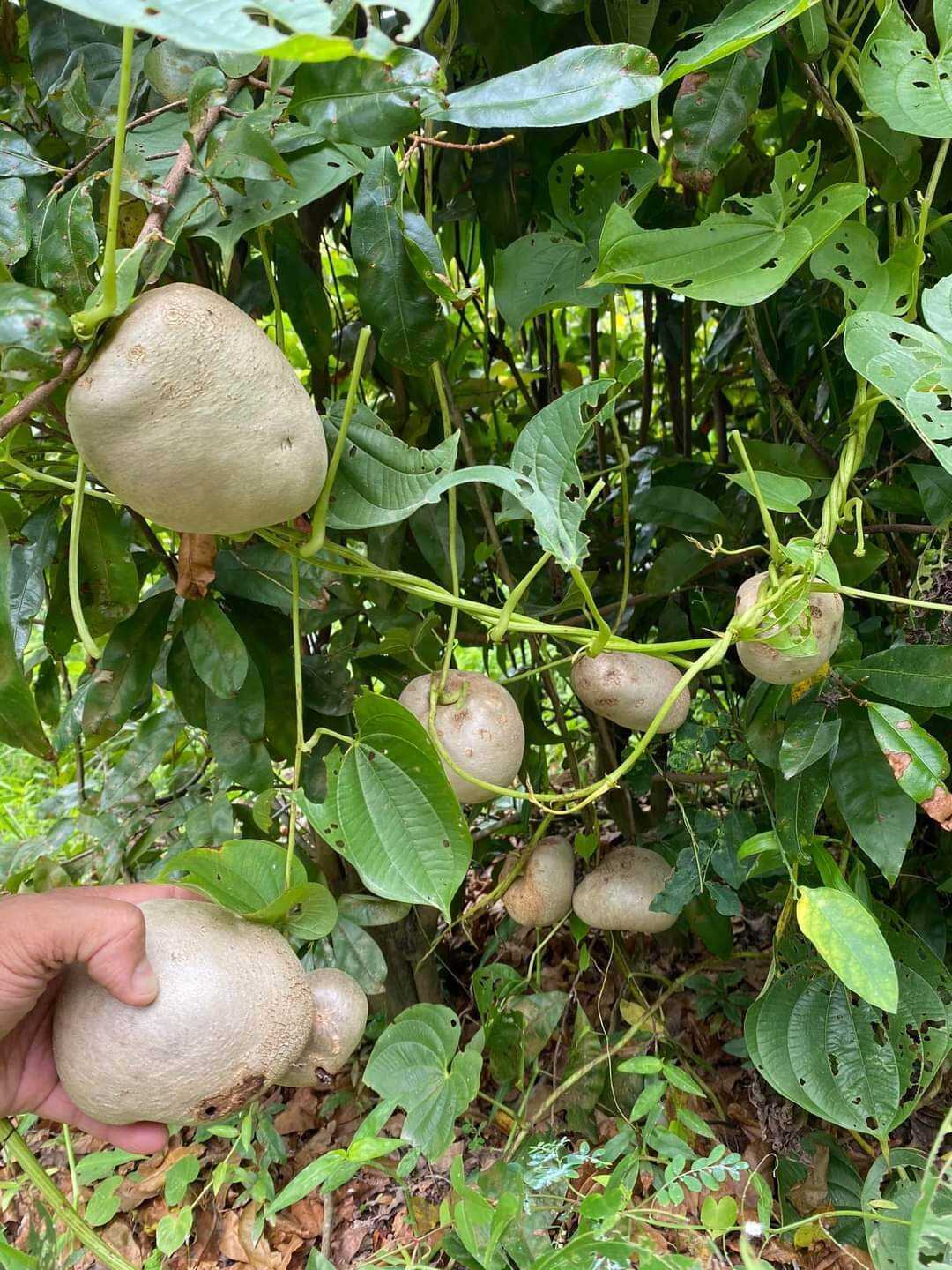 Hạt Giống Khoai Dây - Cung cấp rất nhiều chất dinh dưỡng cho mọi người