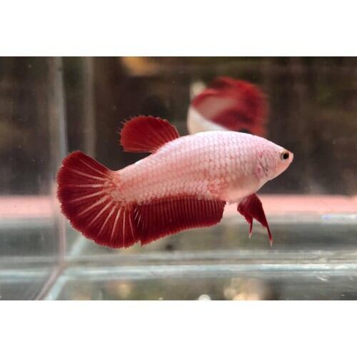 Betta mái rồng đỏ.