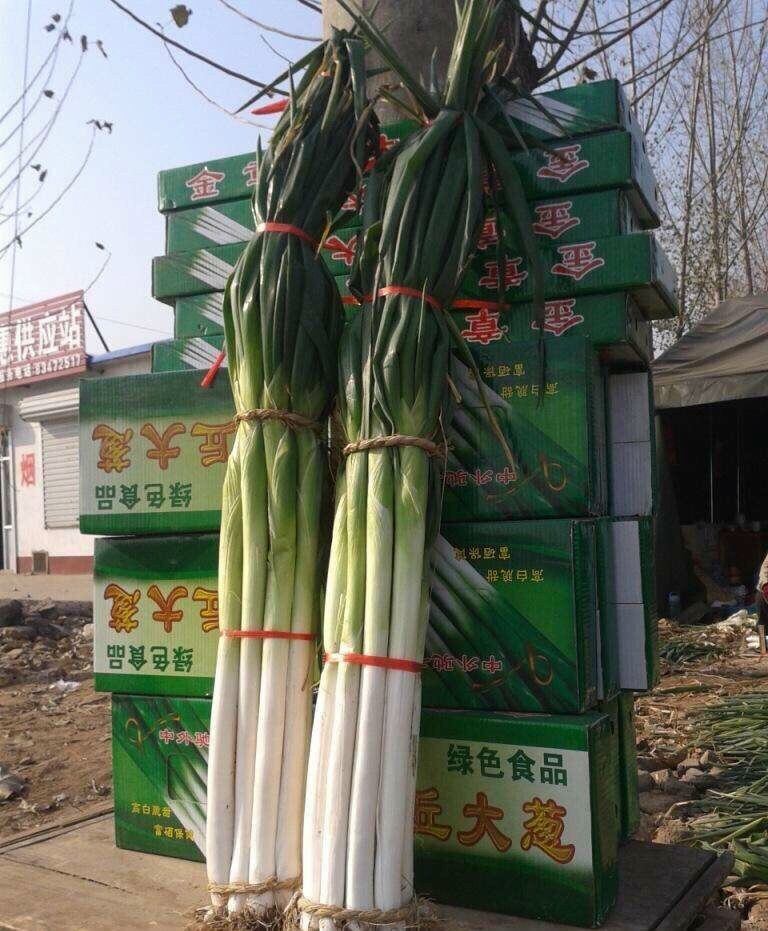 300 HẠT GIỐNG HÀNH BARO KHỔNG LỒ