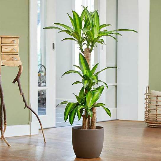 Thiết môc lan khúc giống nhỏ dài 40cm