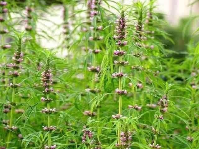 Cây ích mẫu khô (1kg)