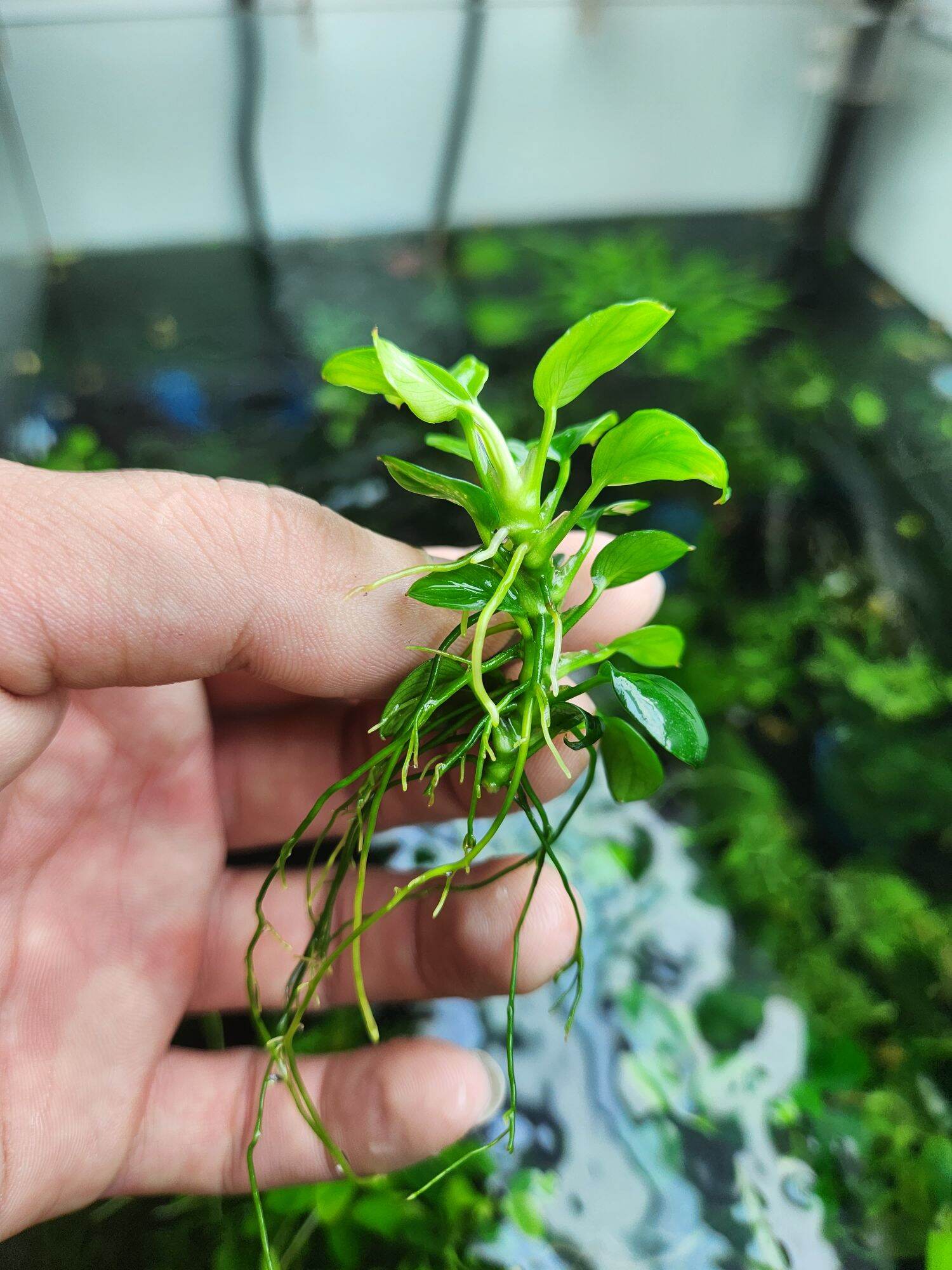 Ráy nana petite thái mới full lá nước (1 ngọn)