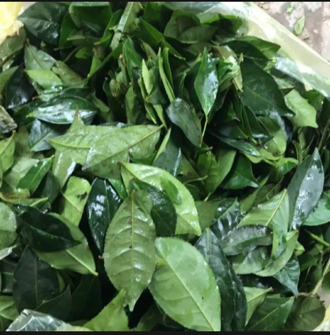 Lá chè xanh tươi ,500g