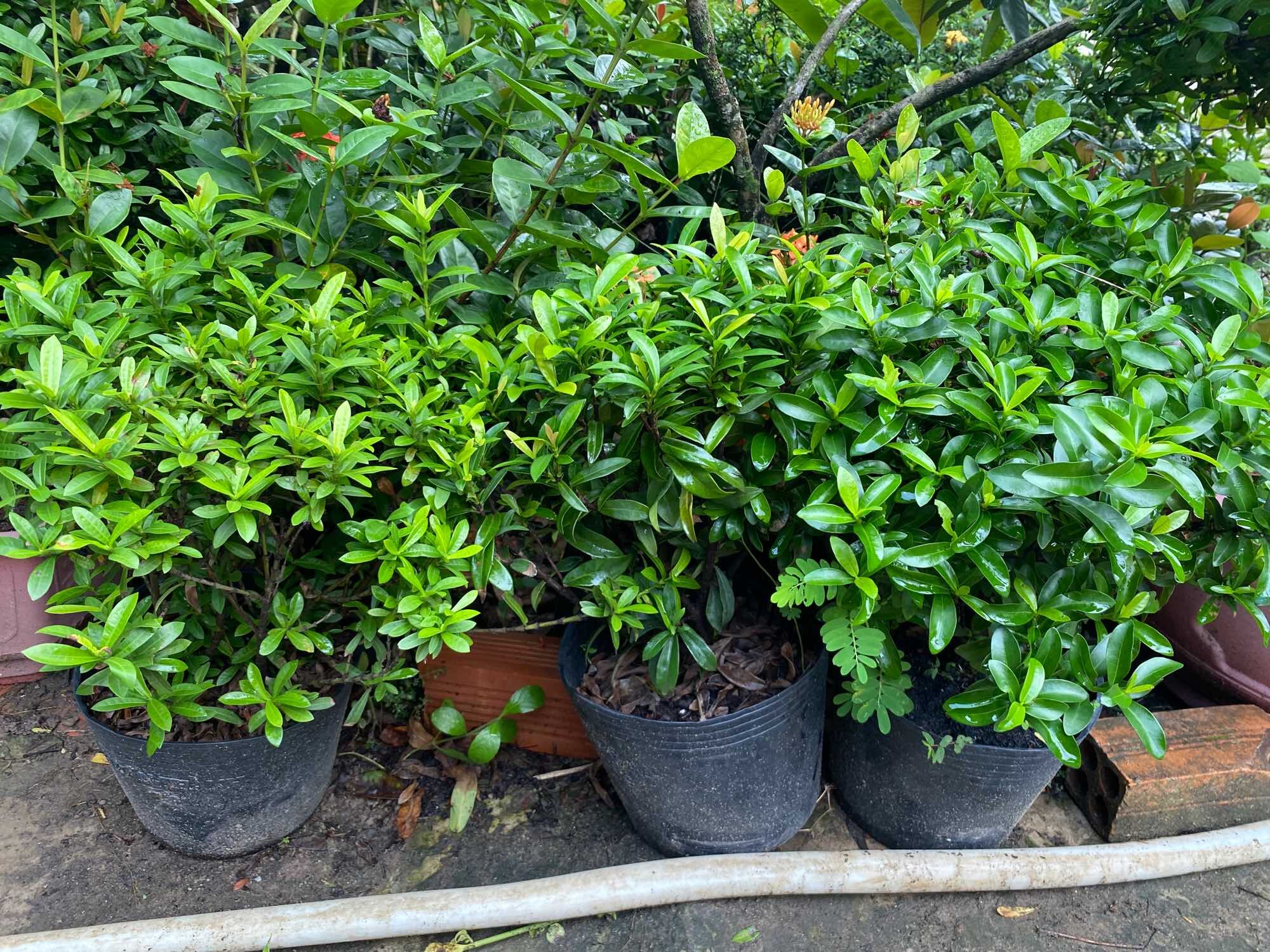 Trang Thái Trắng lá nhỏ ( Hoa mẫu đơn Trắng )
