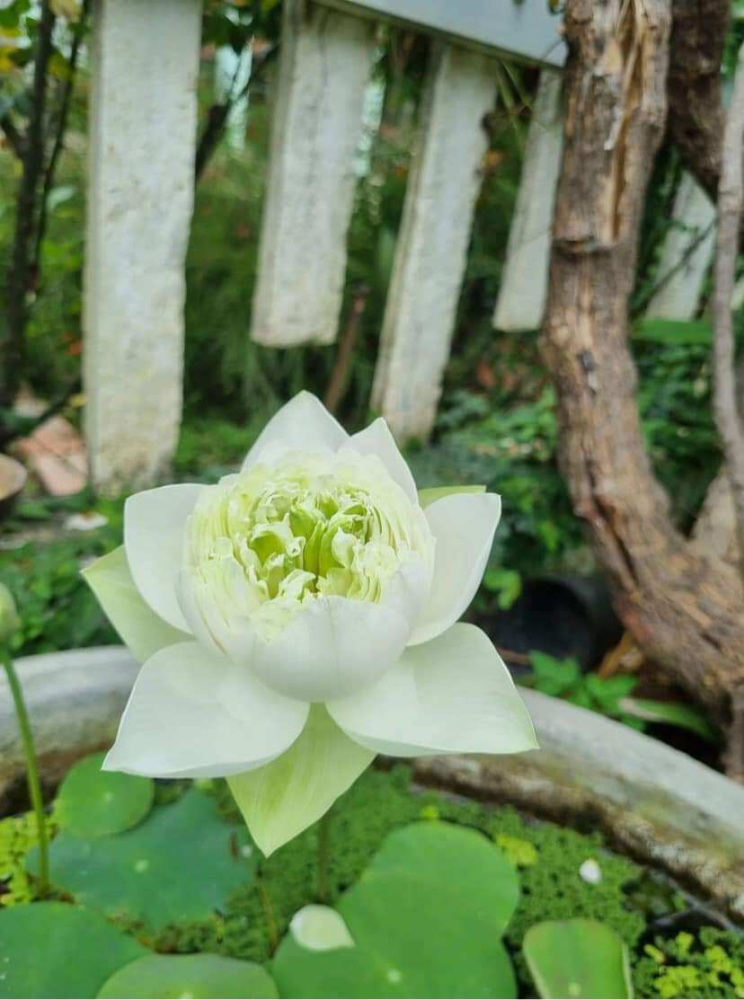 củ sen giống mẫu đơn trắng