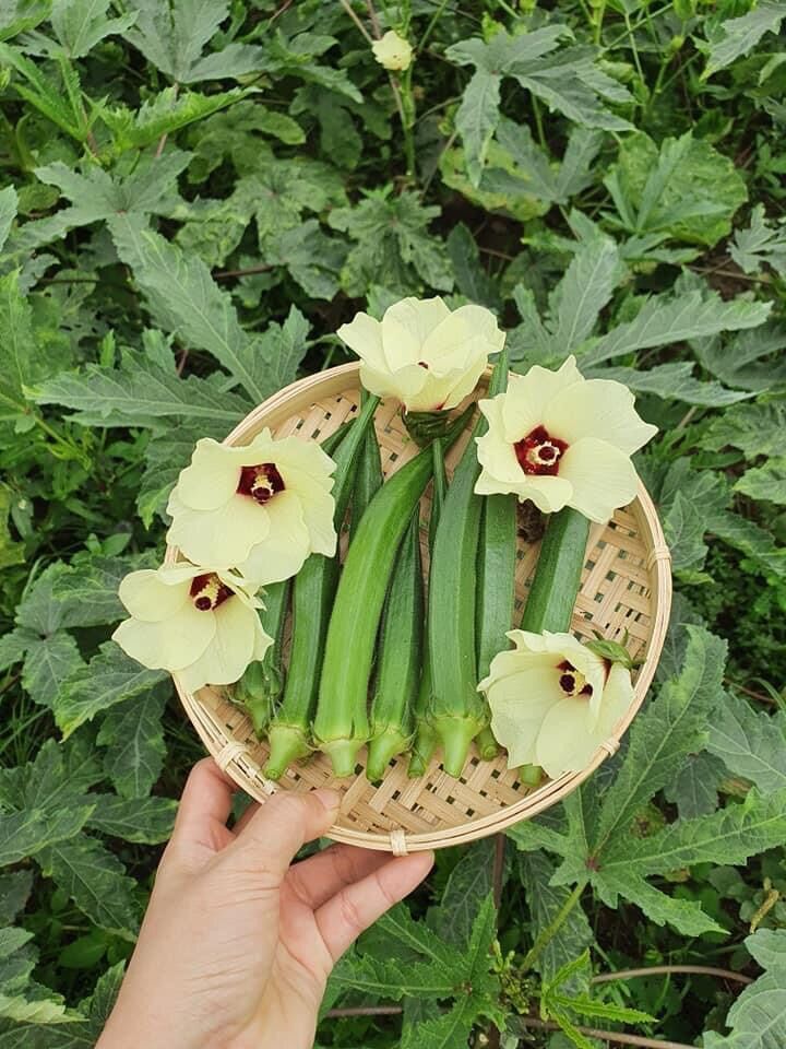 Hạt giống đậu bắp trái màu xanh nhạt gói 20gram