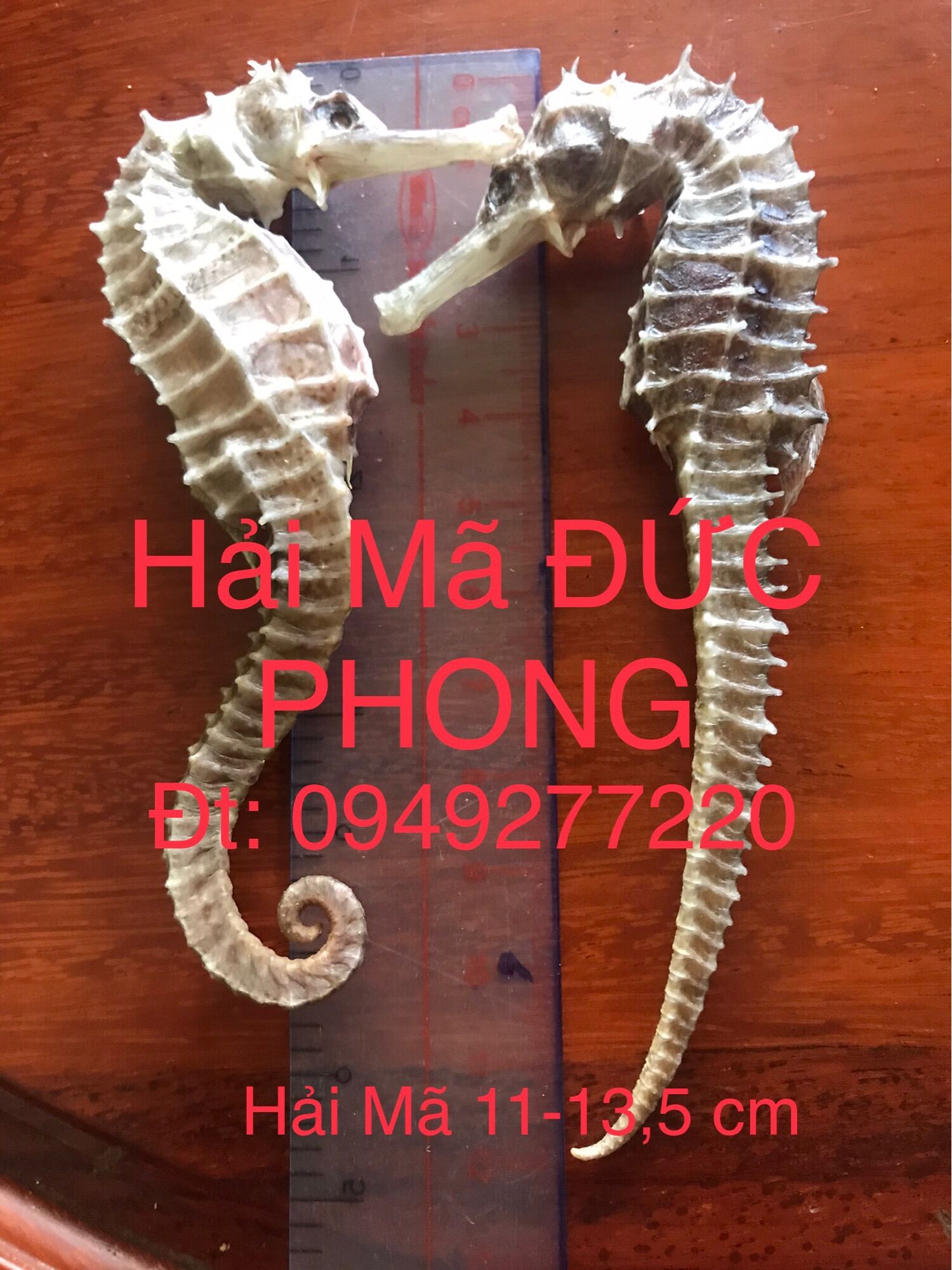 Combo Tu H.ải Lo.ng Vương 950k/ 1 combo (Hai Ma 12-13,5 cm 2 con,…)