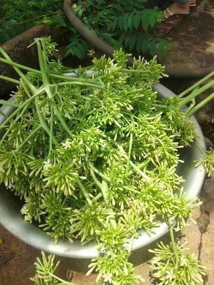 Bông Hoa Đu Đủ Đực Tươi
