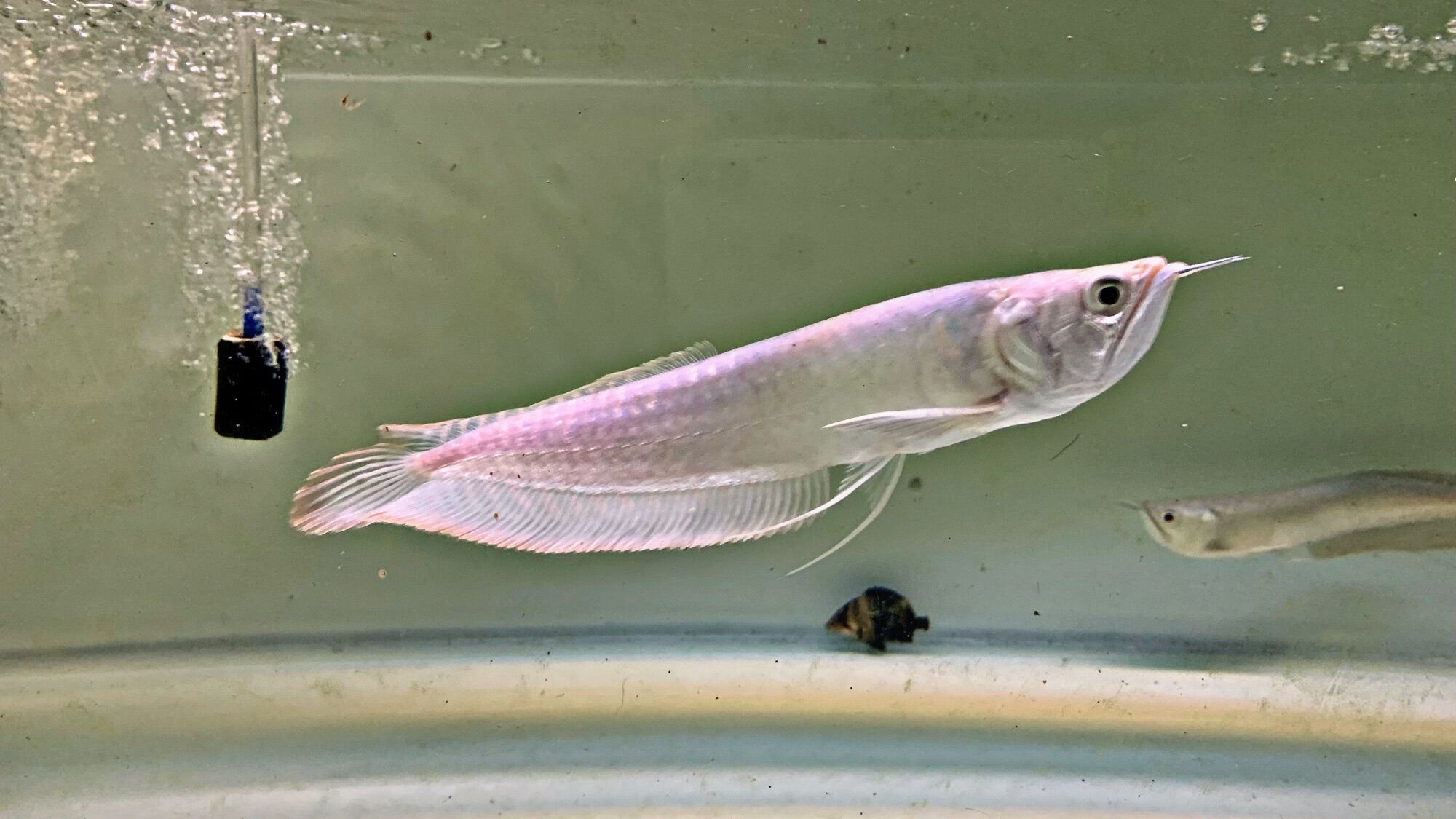 Cá Rồng Ngân Long size 20-25cm