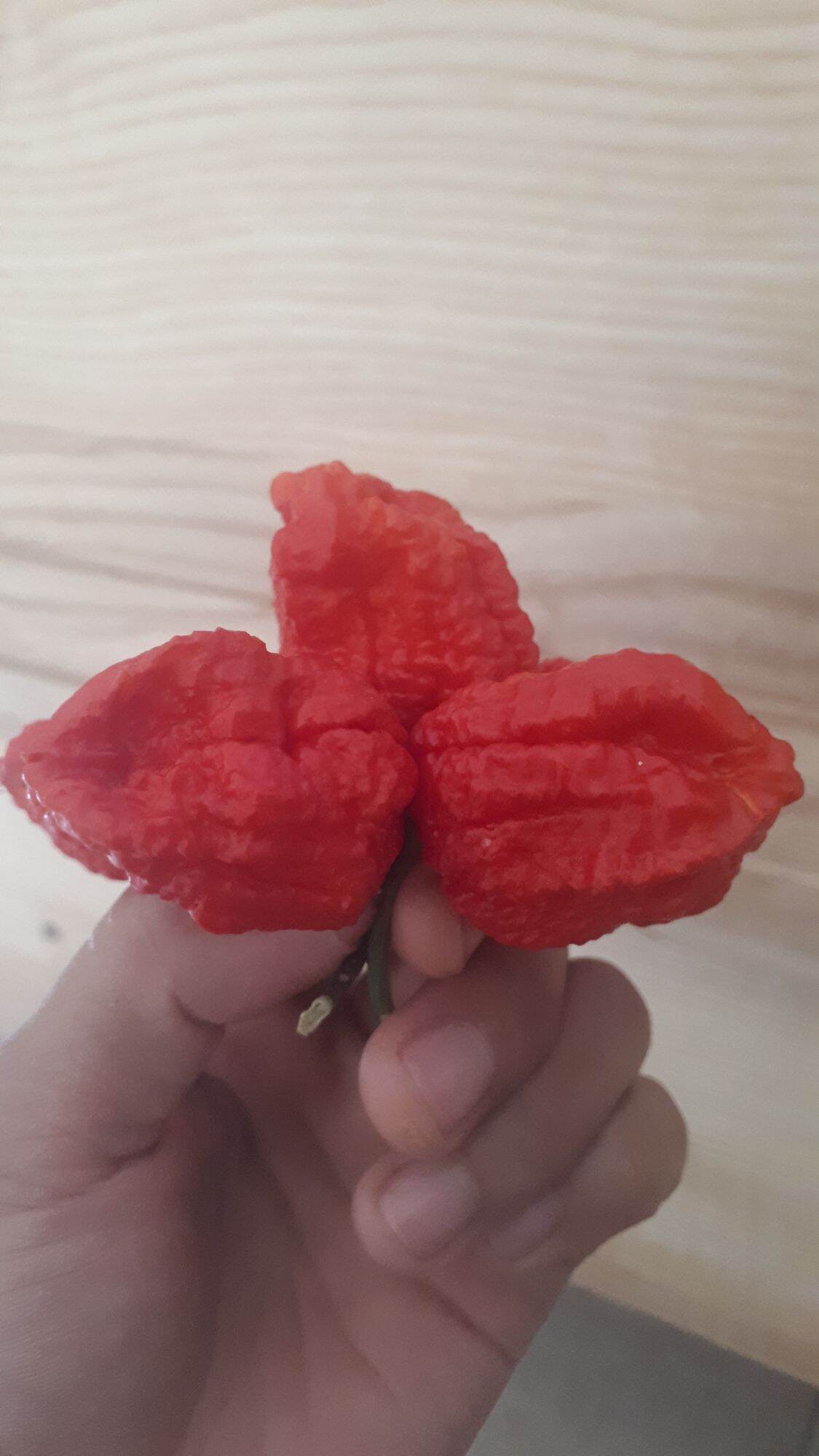 10 HẠT GIỐNG ỚT CAY CAROLINA REAPER