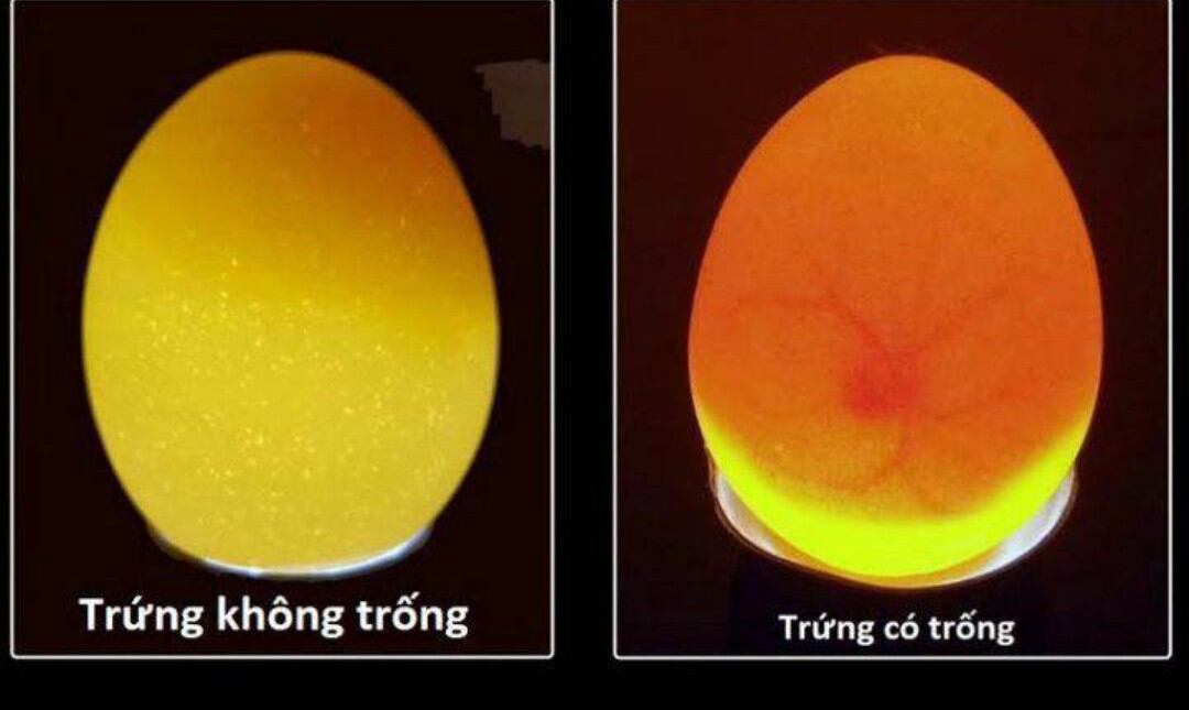 Trứng chim trĩ xanh đỏ combo 30 trứng ấp