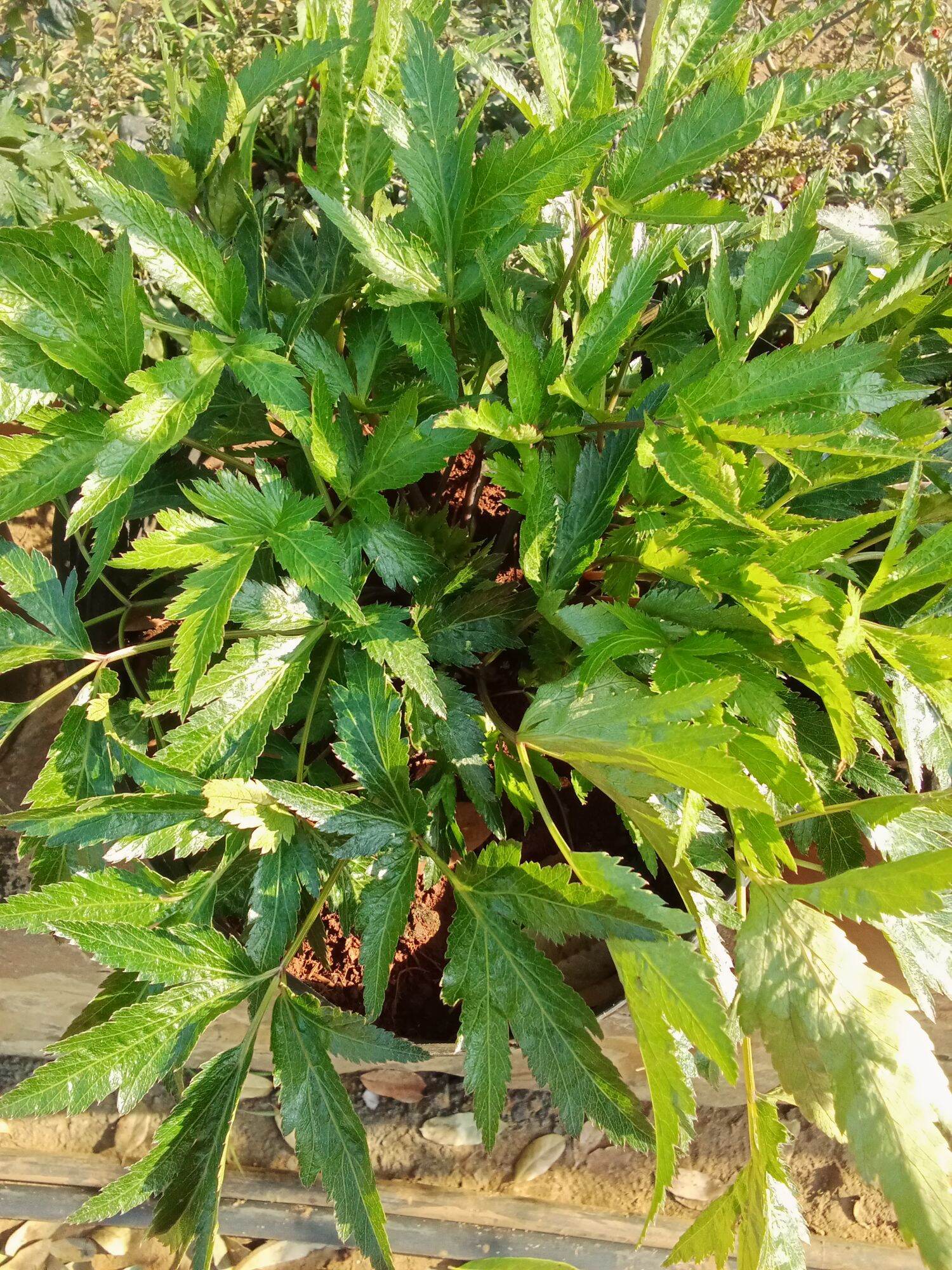 Hạt giống sâm đương quy